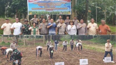Kapolsek Sem Marthin Langsung Beraksi di Mandolang, Dukung Swasembada Jagung Nasional Setelah Dicanangkan Kapolri
