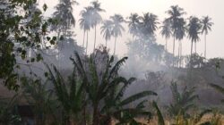 Pemkot Manado dan DLH Diminta Tertibkan Warga yang Bakar Lahan di Tengah Status Tanggap Darura